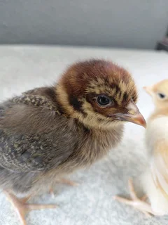 3 week old Back yard layer chicks