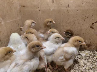 3 week old Back yard layer chicks