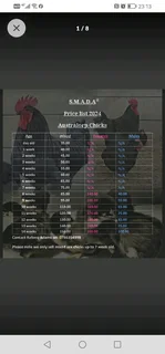 Black Australorp chickens chicks