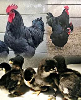 Black Australorp chickens chicks