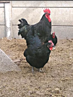 Black Australorp chickens chicks