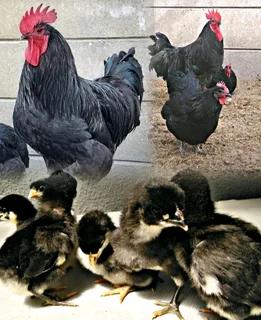 Black Australorp chickens chicks