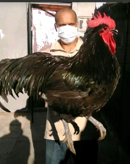 Black Australorp chickens chicks
