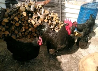Black Australorp chickens chicks