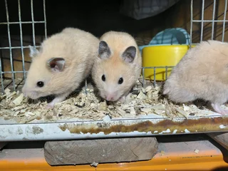 Teddy bear hamsters