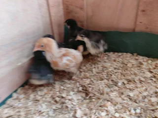 Black Australorp and free range layer chicks