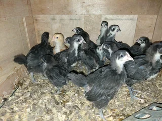 Black Australorp and free range layer chicks available