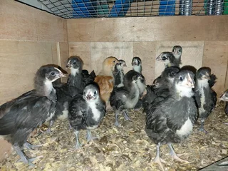 Black Australorp and free range layer chicks available