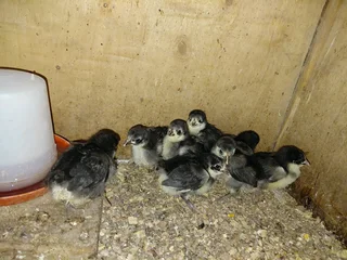 Black Australorp and free range layer chicks available