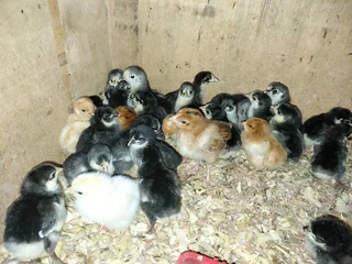 Black Australorp and free range layer chicks available
