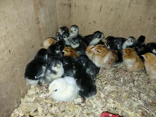 Black Australorp and free range layer chicks available