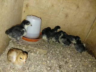 Black Australorp and free range layer chicks available