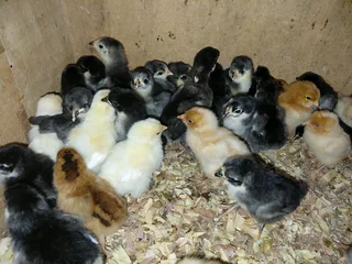 Black Australorp and free range layer chicks available