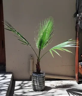 Mexican Fan Palm Plants