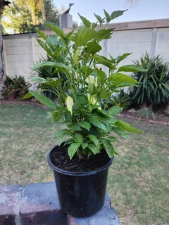 Chilli Plants