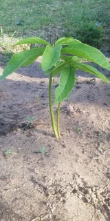 Avo trees in southport R99