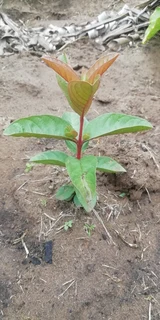 Guava plants