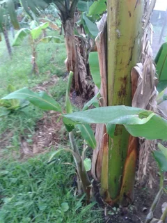 Banana Plants - Each R45 Or Bulk - More Than 20 Plants - R38 Each