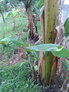 Banana Plants - Each R45 Or Bulk - More Than 20 Plants - R39 Each