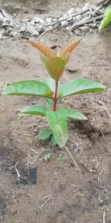 Plants Guava Banana Avo Mango Pine