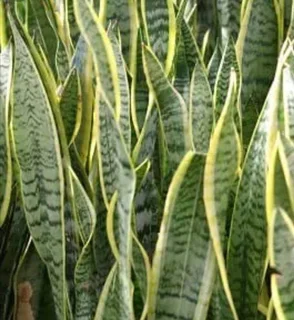 Snake Plants For Sale Each R69 Southport, No Delivery Whatsap 0659884880