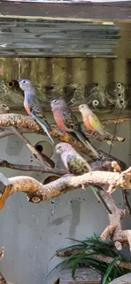 Bourke parakeets