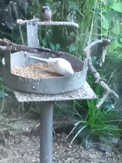 Diamond doves ( pied / white)