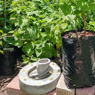 Various plants for sale