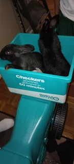 Rabbits - Ad posted by Kayuku