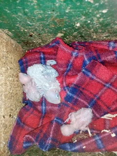 Lovebirds - Ad posted by Pieter De Bruin