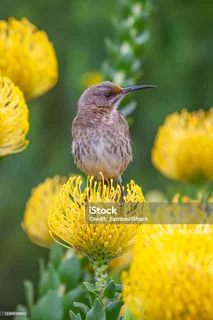 Garden Maintenance Company