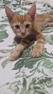 Kittens - Ad posted by Hanlev