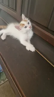 Kittens - Ad posted by Hanlev