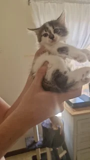 Kittens - Ad posted by Hanlev