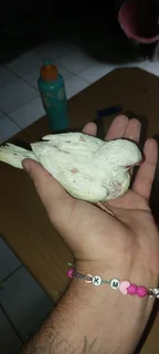 Handreared albino quaker