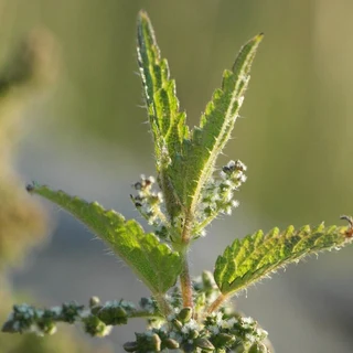 STINGING NETTLE CAPSULES