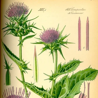 MILK THISTLE CAPSULES