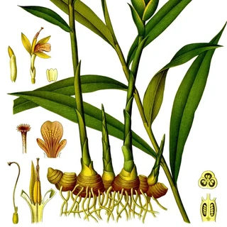 GINGER CAPSULES