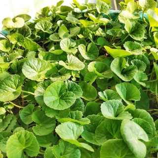 BRAHMI (GOTU KOLA) CAPSULES
