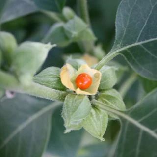 ASHWAGANDHA CAPSULES