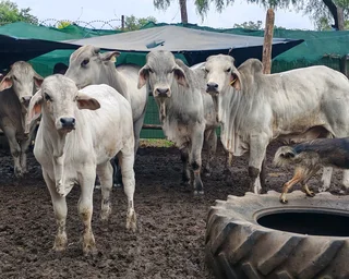 Cattle sheep and goats