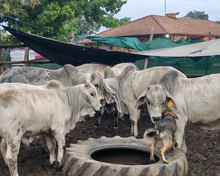 Cattle sheep and goats