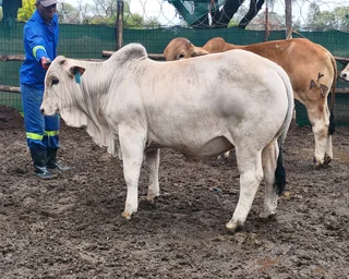 Cattle sheep and goats