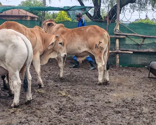 Cattle sheep and goats