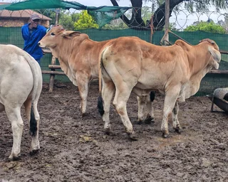 Cattle sheep and goats