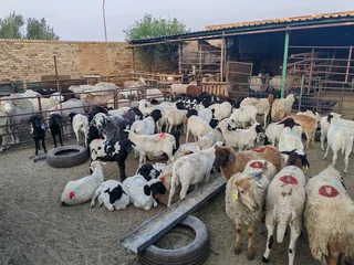 Cattle sheep and goats