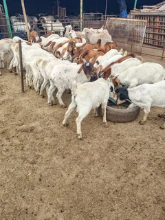 Cattle sheep and goats