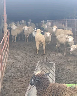 Sheep and goats