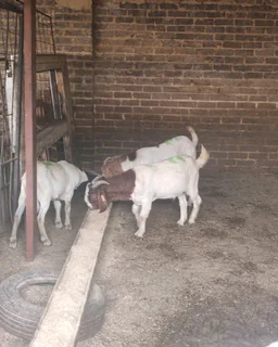 Sheep and goats