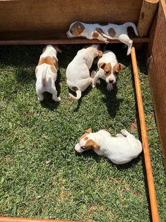 Short Leg Short Hair Jack Russell puppies